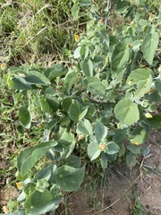 Abutilon austro-africanum
