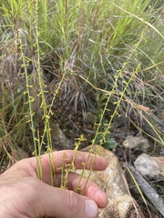 Stackhousia intermedia
