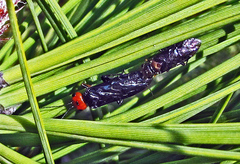 Acantholyda erythrocephala