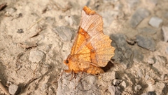 Selenia lunularia