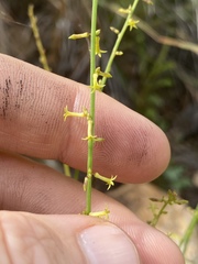 Stackhousia intermedia
