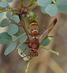 Polistes africanus