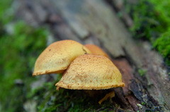 Pleuroflammula tuberculosa