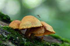 Pleuroflammula tuberculosa