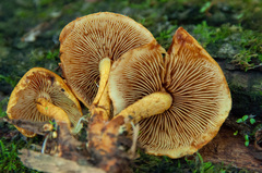 Pleuroflammula tuberculosa