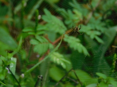 Argiope catenulata
