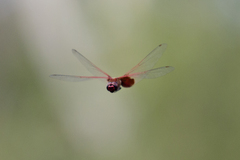 Tramea eurybia