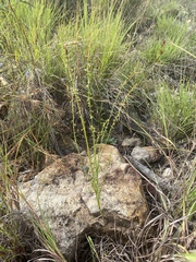Stackhousia intermedia
