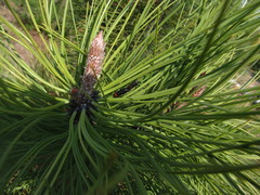 Acantholyda erythrocephala