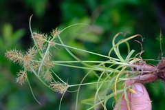 Cyperus decurvatus