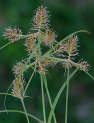 Cyperus decurvatus