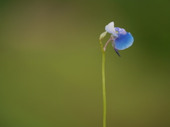 Utricularia albocaerulea