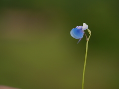 Utricularia albocaerulea