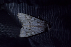 Ichneutica averilla