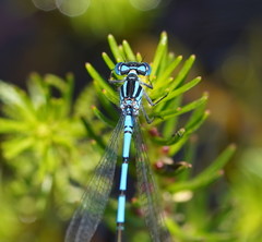 Austrocoenagrion lyelli