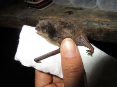 Myotis velifer