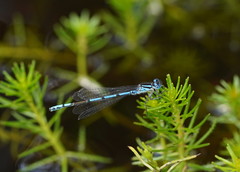 Austrocoenagrion lyelli