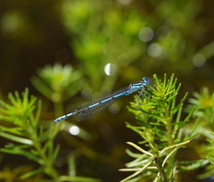 Austrocoenagrion lyelli