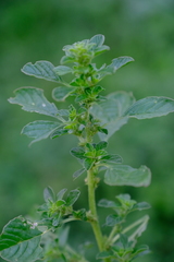 Amaranthus thunbergii