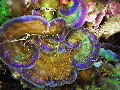 Distromium flabellatum