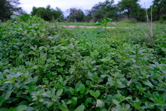 Amaranthus thunbergii