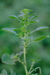 Amaranthus thunbergii