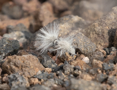Dasymutilla pseudopappus