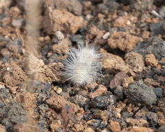 Dasymutilla pseudopappus