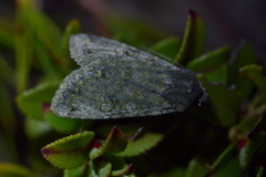 Ichneutica virescens