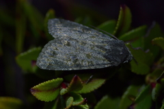 Ichneutica virescens