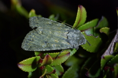 Ichneutica virescens