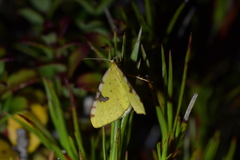 Epiphryne xanthaspis