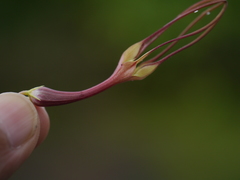 Ceropegia attenuata
