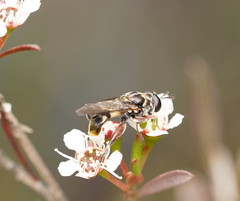 Chalcosyrphus elongatus