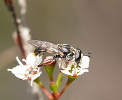 Chalcosyrphus elongatus