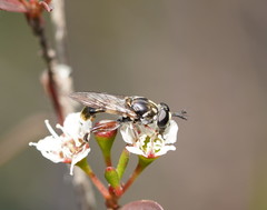 Chalcosyrphus elongatus