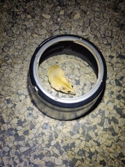 Sminthopsis macroura