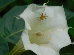 Oxyopes hindostanicus