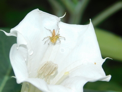 Oxyopes hindostanicus