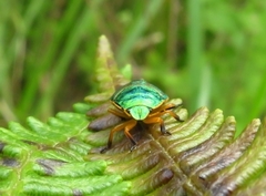 Erachtheus lutulentus