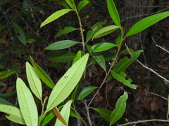 Samadera bidwillii
