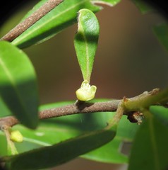 Samadera bidwillii