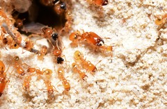 Pheidole dispar