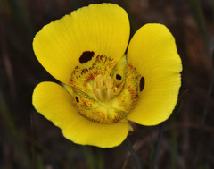 Calochortus luteus