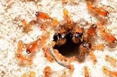 Pheidole dispar