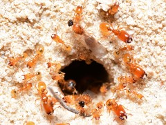 Pheidole dispar
