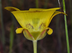 Calochortus luteus