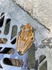 Polypedates leucomystax