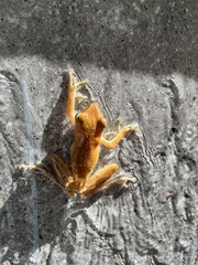 Polypedates leucomystax