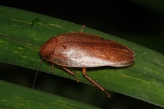 Pseudophoraspis nebulosa